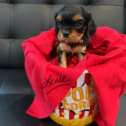 Louie - Tri-color male Cavalier King Charles Spaniel puppy in Cerro Gordo, North Carolina from Cloverleaf K9 Connections