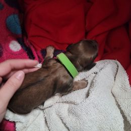 Green boy - Cream male Dachshund puppy in Sour Lake, Texas from Rigdon's dachshunds
