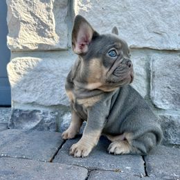 Bailey - Tricolors female French Bulldog puppy in Clermont, Florida from Nala’s Nest