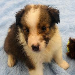 Girl 1 - Sable and white female Shetland Sheepdog puppy in Pensacola, Florida from Nancy Barger's Siberian Huskies