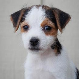 Tumbleweed - Tri-color female Jack Russell Terrier puppy in Yakima County, Washington from Saddle Rock Kennels