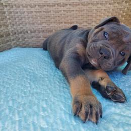 Cane Corso Puppies from Willow’s Meadow