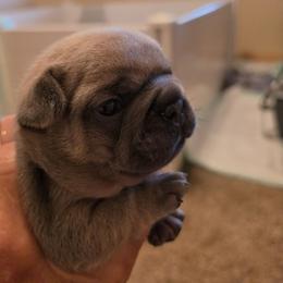 Boy 1 - Blue fawn male French Bulldog puppy in Crane, Missouri from James River French Bulldogs