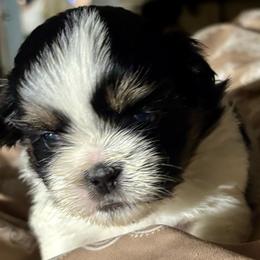 Jerry - Black and white male Shih Tzu puppy in Skipperville, Alabama from Nay Nay’s Babies