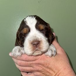 Zinnia - Liver white and tan female English Springer Spaniel puppy in Williston, Florida from Parks Paradise Springers