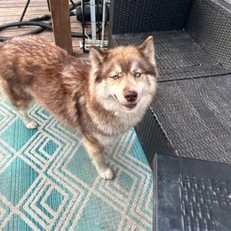 Zoey - Siberian Husky