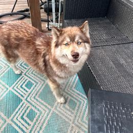 Zoey - Siberian Husky