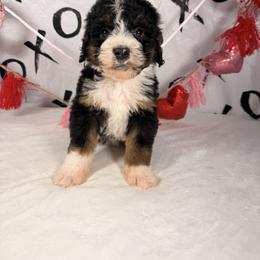 M and M - Tri-color male Bernedoodle puppy in Luana, Iowa from Country View Bernedoodles and Goldendoodles