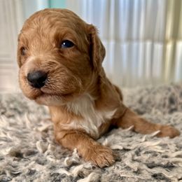 Jack - Apricot male Goldendoodle puppy in Pensacola, Florida from Goldendoodles Love You in Pensacola Friend Edition