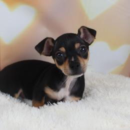 Baxter - Black and tan male Chihuahua puppy in Decatur, Illinois from Petite Pups