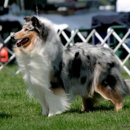 Collie Puppies from Creekwood Collies