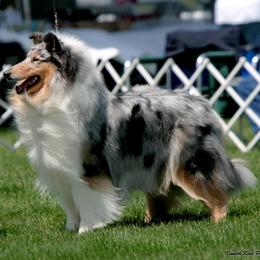 Collie Puppies from Creekwood Collies