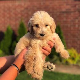 Goldendoodles from Tambre’s Fancy Homegrown Doodles