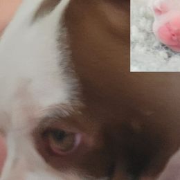 Kane - Boston Terrier