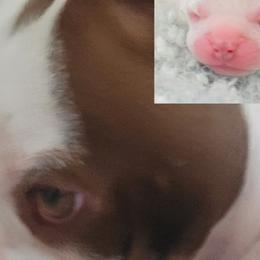 Kane - Boston Terrier