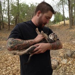 American Bully Puppies from SouthernCharm Kennel (SCP)