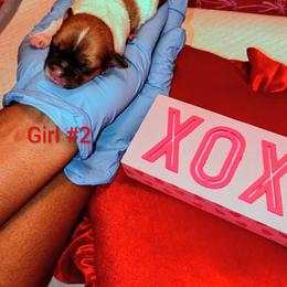 Girl 2 - Brown female Mal-Shi puppy in Boca Raton, Florida from Tina-Marie's Pups