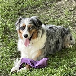Josie - Australian Shepherd