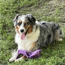 Josie - Australian Shepherd