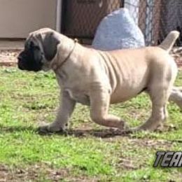 Boerboel Puppies from Team SD Boerboels
