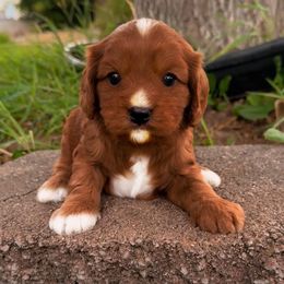 Nick - Red male Cavapoo puppy in Salt Lake City, Utah from SunnySide Mini Doodles