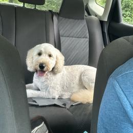 Buttercup - Goldendoodle