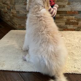 Pembroke Welsh Corgi and Poodle Puppies from Blue Diamond Kennel