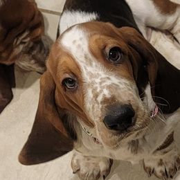 Basset Hounds from Smitty's Basset hounds of Jackson lake