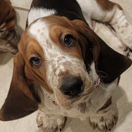 Basset Hounds from Smitty's Basset hounds of Jackson lake