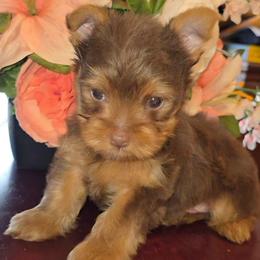 Brownie - Chocolate, tan and white male Yorkshire Terrier puppy in Talladega, Alabama from Scott And Tammy's Lil Yorkies