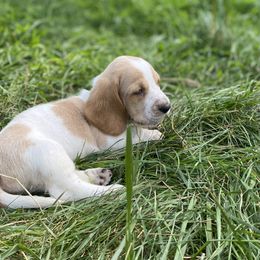 SOLD - Lemon and white Basset Hound puppy in New York from Lil Family Farm