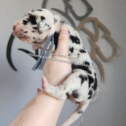 Blue Collar - Harlequin male Great Dane puppy in Alton, Illinois from Show Me Great Danes and Basset Hounds