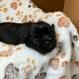 Lumi - Black female Shih Tzu puppy in Abilene, Texas from L&L Euro Boxers and Small Town Shih Tzus