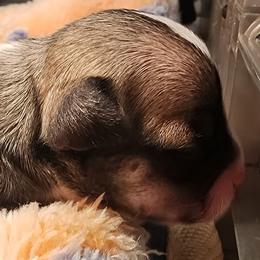 Boy 2 (TBA) - Fawn male Chihuahua puppy in Jacksonville, Florida from Precious Paws of Florida - Chihuahuas