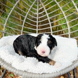 Tris - Tri-color female Bernedoodle puppy in Wamego, Kansas from Doodles of Oz