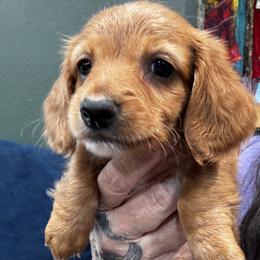 Mason - Red male Dachshund puppy in Cabool, Missouri from Dachshund's of Country Magic Farms in Missouri