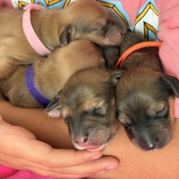 Dachshund Puppies from Tucson Dachshund Co.