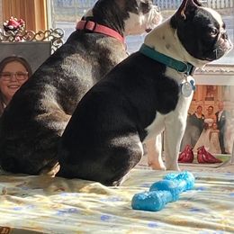 Boston Terrier All Grown Up from Lucht-Tee Acres Bostons