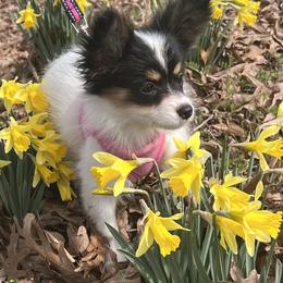 Chrystal - White black and tan female Papillon puppy in Benton, Arkansas from Mama's Pride Poms and Paps