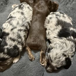 Darwin - Blue merle male Aussiedoodle puppy in Warrensburg, Missouri from Dreamer Ridge Puppies