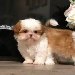 Shih Tzus and Yorkshire Terriers from Maria’s Family Shih-tzus