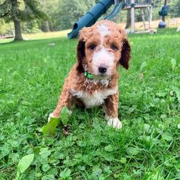 Pickle - Red  female Goldendoodle puppy in Brookville, Pennsylvania from Woodland Mountain Doodles