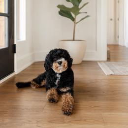 Maple - Aussiedoodle