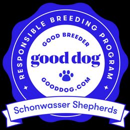 German Shepherd Puppies from Schonwasser Shepherds