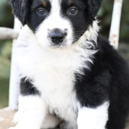 Aussiedoodles and Miniature Australian Shepherds from Rural Iowa Aussies & Doodles