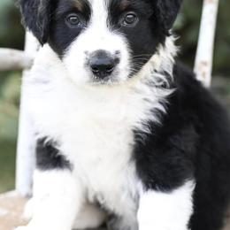 Aussiedoodles and Miniature Australian Shepherds from Rural Iowa Aussies & Doodles