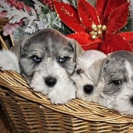 Miniature Schnauzers from Sweet Pup Schnauzers