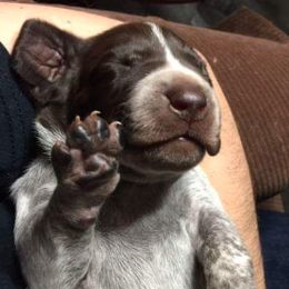 Jor-Dee - German Shorthaired Pointer