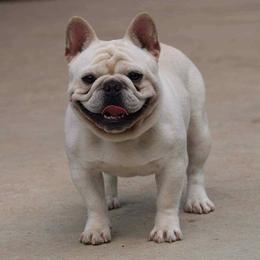 French Bulldog puppies from BZB Frenchies, Griffs & Long hair Chihuahuas