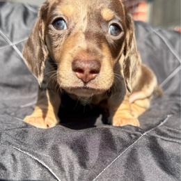 Male - Chocolate and cream male Dachshund puppy in El Campo, Texas from Creamer Creek Kennel